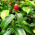 Costus woodsonii Прочее