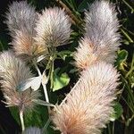 Trifolium arvense Flower