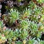 Alchemilla holosericea Leaf