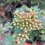 Aeonium haworthii Fleur