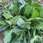 Beta vulgaris 葉