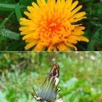 Taraxacum cucullatiforme Fula