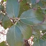 Garrya elliptica Leaf