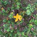 Hypericum balearicum Flor