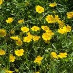 Potentilla aureaFleur