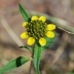 Sanvitalia abertii Flower