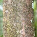 Elvasia elvasioides Bark