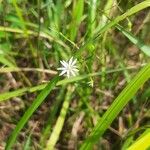 Stellaria graminea Flower