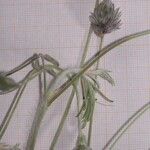 Ebenus pinnata Flower