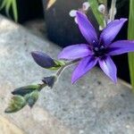 Babiana angustifolia Flower