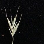 Festuca polycolea Fruit