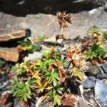 Potentilla nivalis Habit