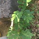 Senna pendula Leaf