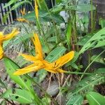Heliconia psittacorum 花