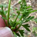 Lepidium didymum花