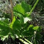 Ranunculus cortusifolius Leaf