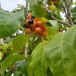 Harpullia arborea Fruit