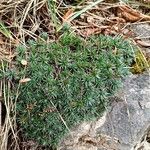 Saxifraga burseriana Foglia