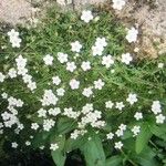 Arenaria balearica Flor