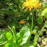 Crepis aurea Vekstform