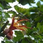 Adansonia za Blomst