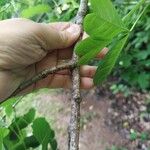 Populus grandidentata Casca