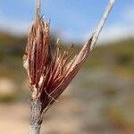 Schoenus nigricans Frucht