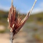 Schoenus nigricans Fruit