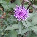 Centaurea nigraLorea