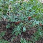 Rhus coriariaFlower