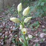 Cephalanthera damasonium बार्क (छाल)