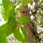 Byrsonima coccolobifolia Φρούτο