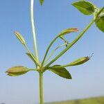 Bacopa crenata 果実