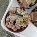 Lithops karasmontana Leaf