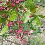 Pistacia terebinthus Fruit