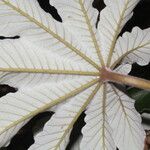 Cecropia peltata Leaf