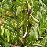 Grammatophyllum speciosum Fruit