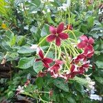 Combretum indicum Flor