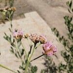 Pluchea sericea Flower