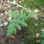 Gymnocarpium dryopteris Habit