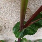 Sonchus oleraceus Bark