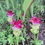 Curcuma zedoaria Virág