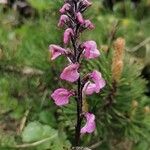 Pedicularis rostratospicata 花