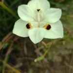 Dietes bicolor ഇല