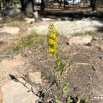 Solidago velutinaFlower