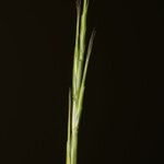 Trachynia distachya Flower