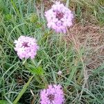 Verbena rigidaFlor