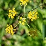 Foeniculum vulgareFlor