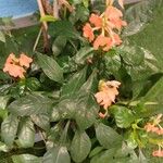 Crossandra infundibuliformis 花