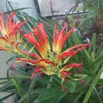 Pitcairnia spicata Flower